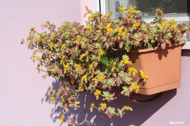sedum palmeri